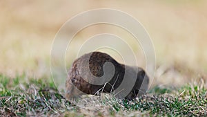 Gopher collects grass for the nest, little ground squirrel or little suslik, Spermophilus pygmaeus is a species of