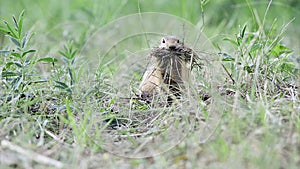 Gopher collects hay