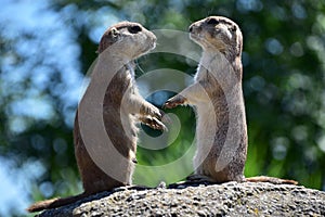 Gopher couple standing together