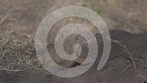 Gopher digs a hole for himself, little ground squirrel or little suslik, Spermophilus pygmaeus is family Sciuridae