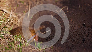 Gopher digs a hole for himself, little ground squirrel or little suslik, Spermophilus pygmaeus is a species of rodent in