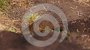 Gopher digs a hole for himself, little ground squirrel or little suslik, Spermophilus pygmaeus is a species of rodent in