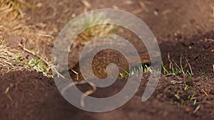 Gopher digs a hole for himself, little ground squirrel or little suslik, Spermophilus pygmaeus is a species of rodent in