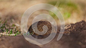 Gopher digs a hole for himself, little ground squirrel or little suslik, Spermophilus pygmaeus is a species of rodent in