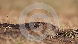 Gopher digs a hole for himself, little ground squirrel or little suslik, Spermophilus pygmaeus is a species of rodent in