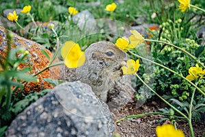 Gopher eating cookie in grass and yellow flowers