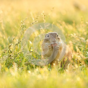 Gopher eating a hazelnut in sunlit grass