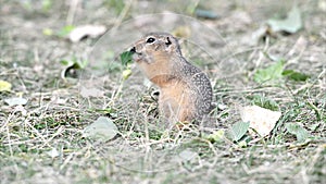 Gopher eating leaf