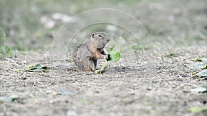 Gopher eating leaf