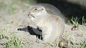 Gopher eating nut