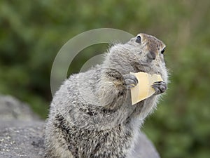 Gopher eating a piece of cheese