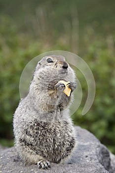 Gopher eating a piece of cheese