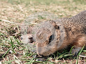 A gopher is eating sunflower seeds in a grassy meadow while another gopher is watching him from its hole. Selective focus