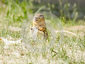 Gopher is eating wheat tortilla on the lawn. Close-up. Portrait of a rodent