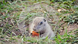 Gopher eats carrot, close up