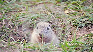 Gopher eats carrot, close up