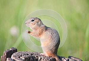 Gopher (european ground squirrel, suslik) photo