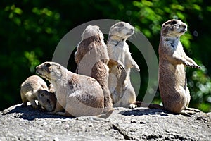 Gopher family standing together