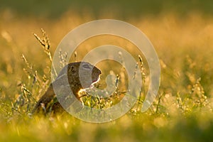 Gopher in grass