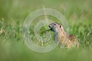 Gopher in the grass