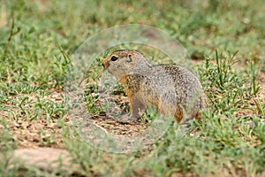 Gopher grass steppe rodent