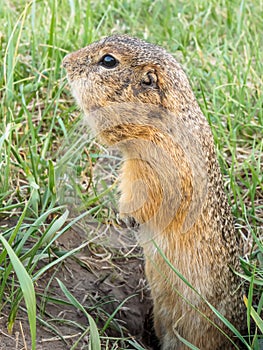 Gopher on the grassy lawn is being looked around from its hole. Close-up
