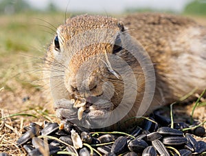 Gopher on the grassy lawn is eating sunflower seeds. Close-up