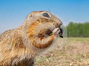 Gopher on the grassy lawn is eating sunflower seeds. Close-up