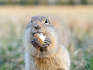 Gopher on the grassy lawn is looking at the camera. Close-up