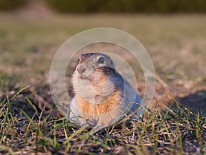 Gopher on the grassy lawn is looking at the camera. Close-up