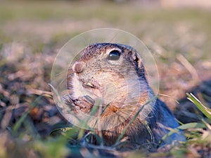 Gopher on the grassy lawn is looking at the camera. Close-up