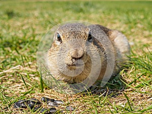 Gopher on the grassy lawn is looking at the camera. Close-up