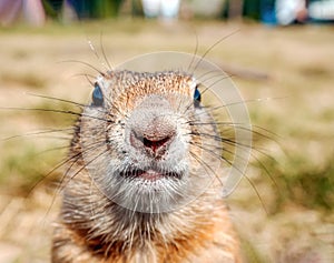 Gopher on the grassy lawn is looking at the camera. Close-up. Selective focus