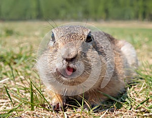 Gopher on the grassy lawn is looking at the camera with openen mouth. Close-up