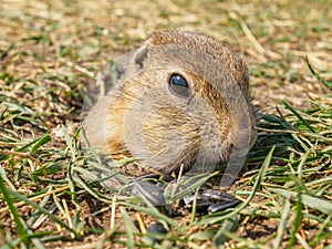 Gopher on the grassy lawn is peeking out of his hole. Close-up