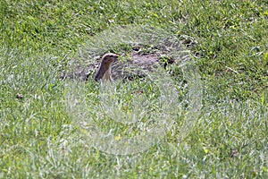 Gopher in a green grass