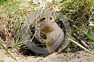 Gopher (Ground Squirrel)
