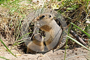 Gopher (Ground Squirrel)