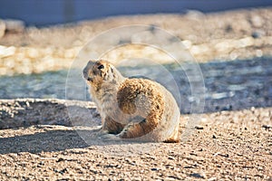 Gopher ground squirrel in Arizona