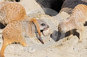 Gopher guards his prey