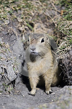 Gopher in Hole