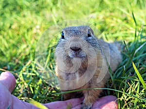 Gopher on the lawn looks attentively at the camera. Close-up