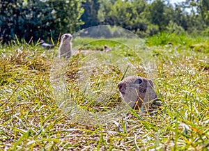 Gopher on the lawn is sticking its head out of the its hole. Close-up