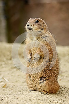 Gopher looking around