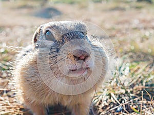 A gopher is looking at camer in a grassy meadow. Close-up photo