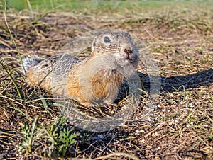 A gopher is looking at camer in a grassy meadow. Close-up