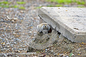 The gopher made a dwelling under a concrete slab