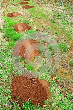 Gopher mole mounds photo