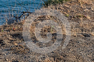 Gopher peeking out of its burrow at the Pacific coast in Malibu, California