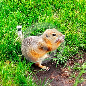 Gopher. Pocket Gopher close-up. Young gopher on the grass.